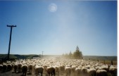 Waiting in the Car For Sheep In Road.JPG (58 KB)
